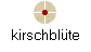 kirschbl�te